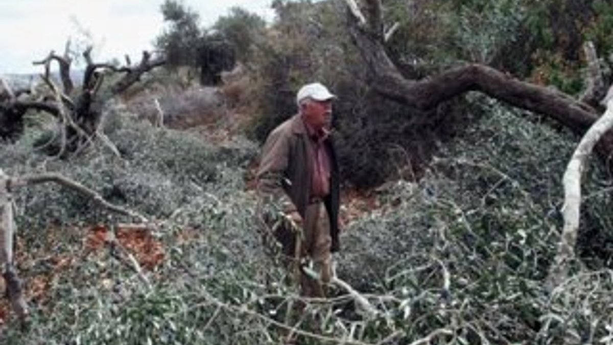 Yahudi yerleşimciler 140 zeytin ağacını kesti