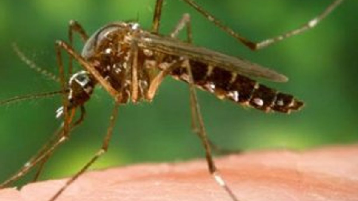 Zika virüsü Hindistan'a sıçradı