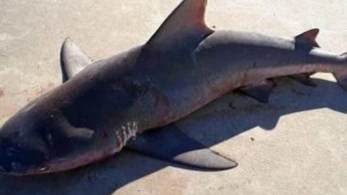 Avustralya’da tekneye atlayan köpek balığı korkuttu