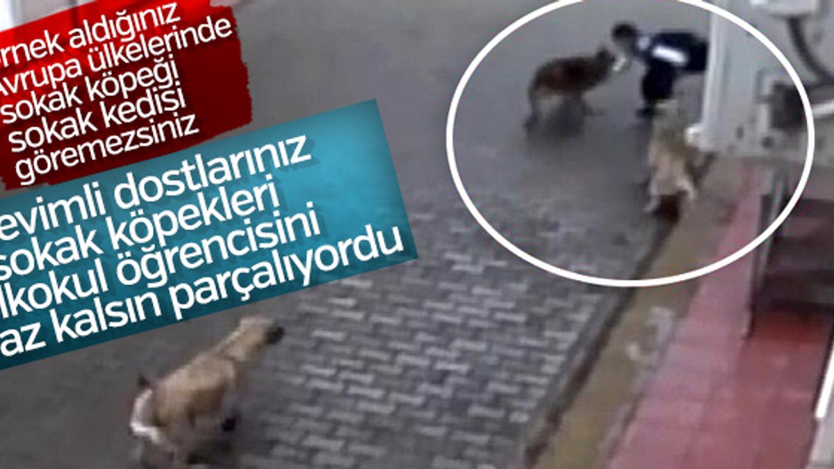 Bursa'da aç kalan köpekler 12 yaşındaki çocuğa saldırdı