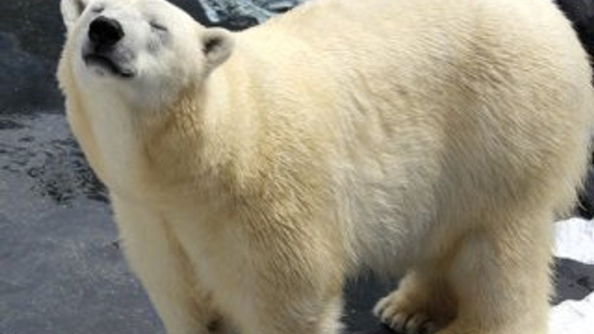 Çiftleşen kutup ayılarını korkutan kişiye hapis cezası