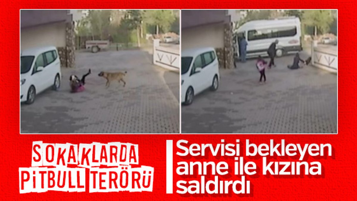 Anne ve kızına pitbull cinsi köpek saldırdı