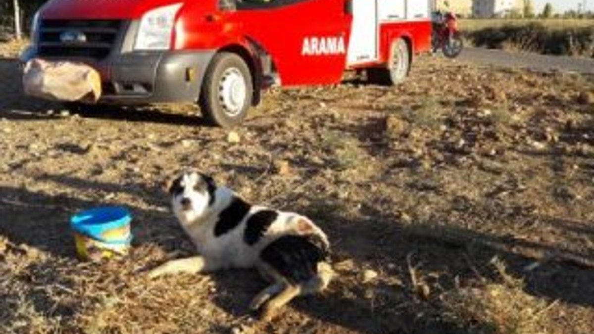 Mardin'de silahla vurulan köpek kurtarıldı