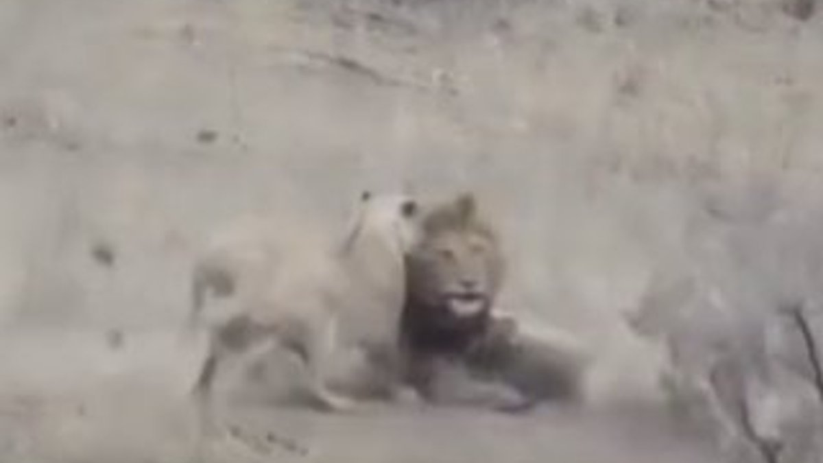 Dişi aslanların yakaladığı avı kaçıran erkek aslan