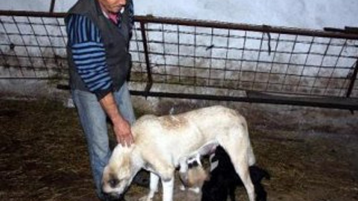 Zonguldak'ta kangal köpeği kuzulara da annelik yapıyor