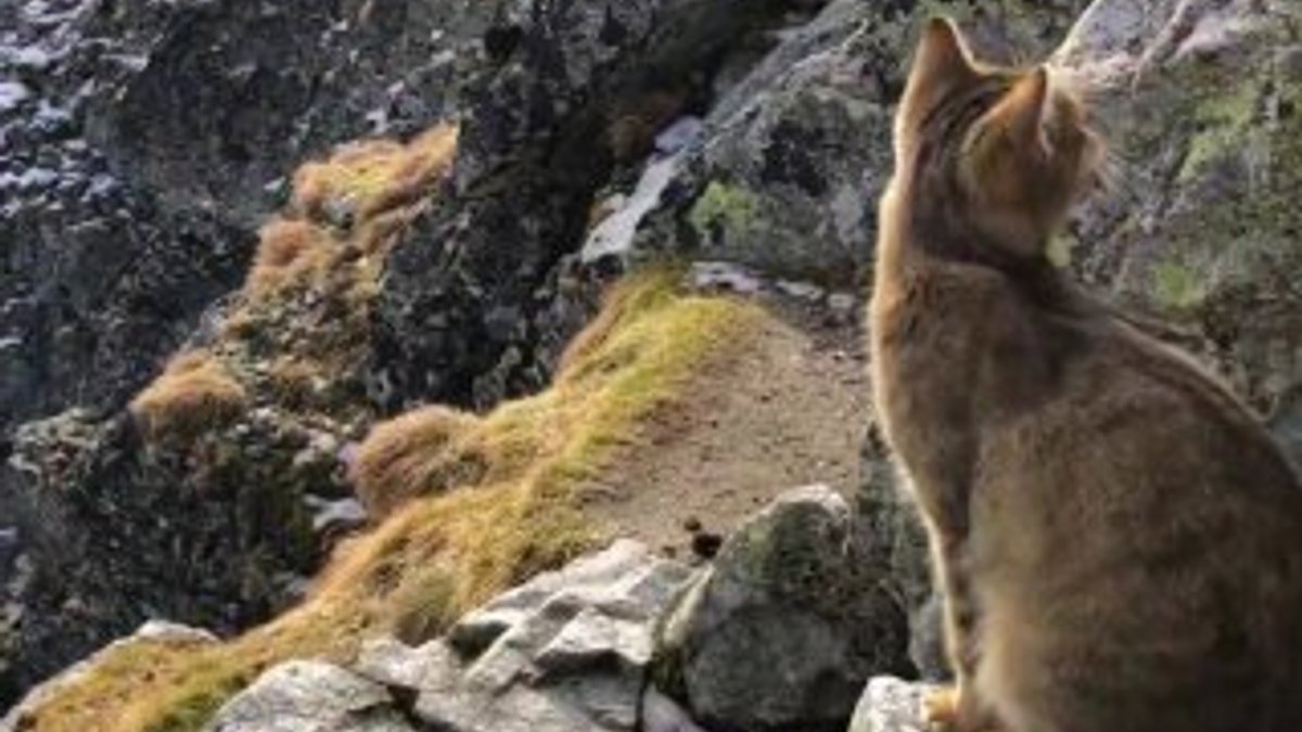 Tatras Sıra Dağı'nın zirvesinde dağcılara kedi sürprizi