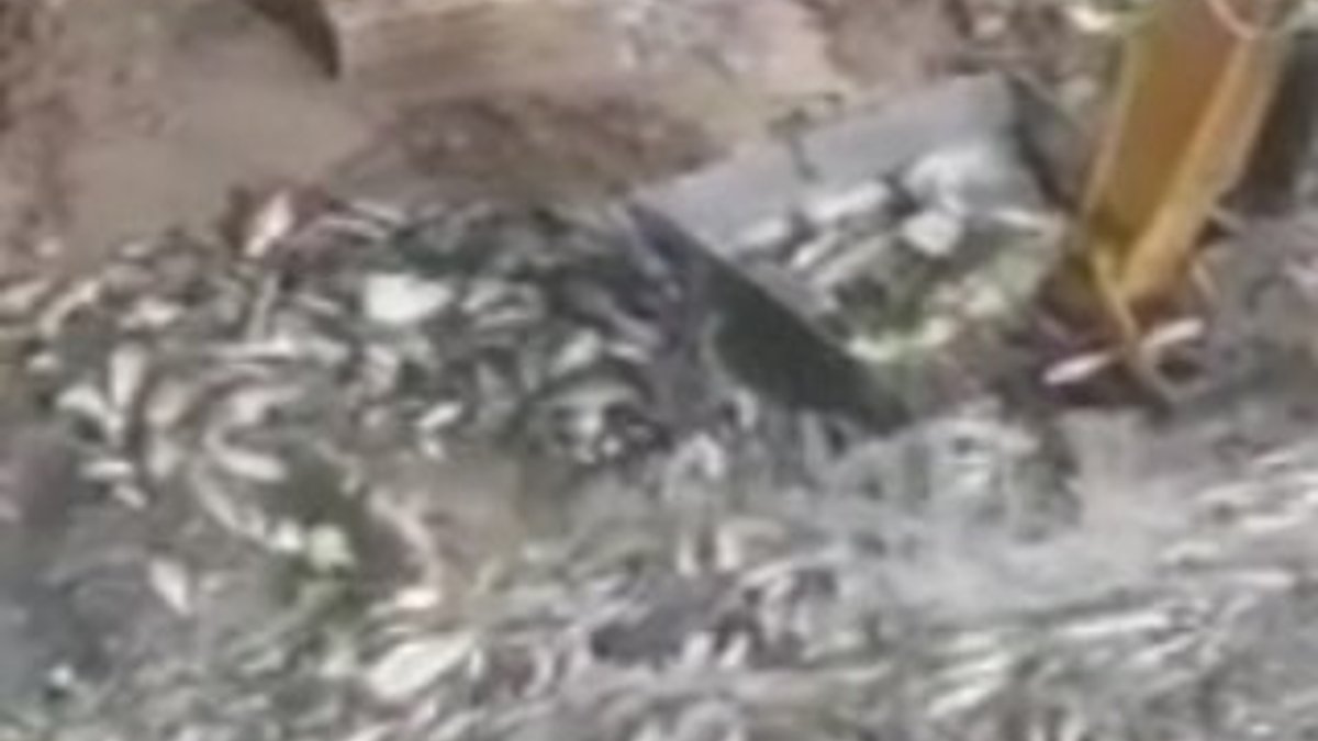 Irak'ta binlerce ton balık telef oldu