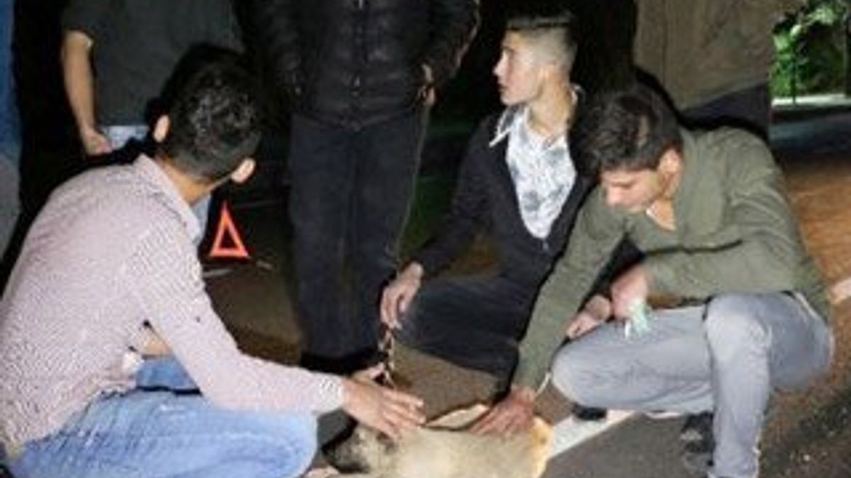 Yozgat'ta bacakları kırılan köpeğe gençler yardım etti