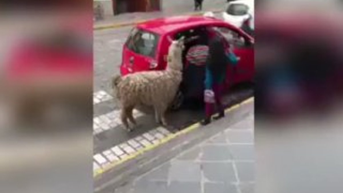Peru'da bir lamanın taksi seyahati