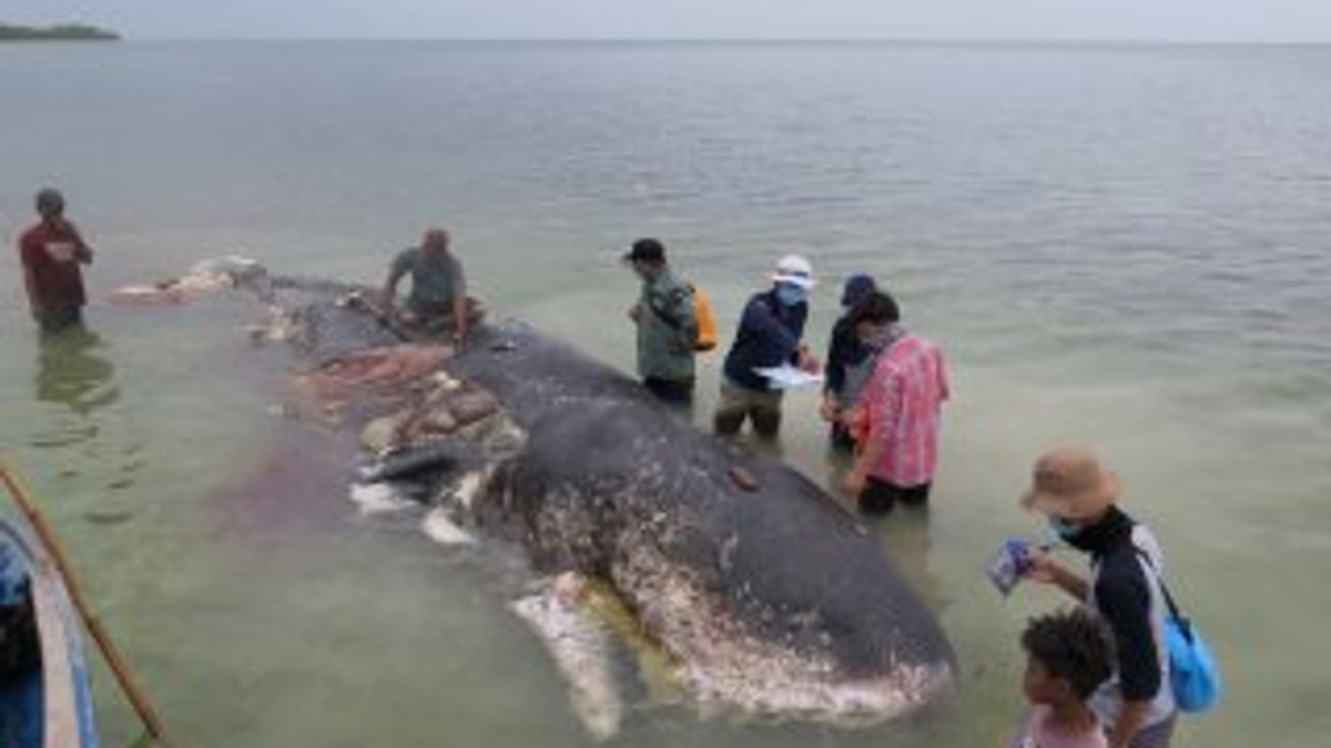 Ölü balinanın midesinden 6 kilo atık çıktı