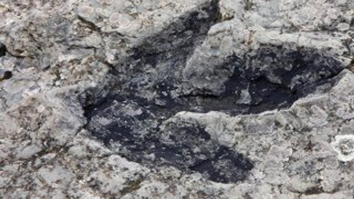 Güney Kore'de dünyanın en küçük dinozor ayak izleri bulun
