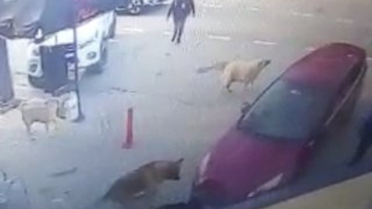 Otomobil altında kalan köpeği sokak köpekleri kurtardı