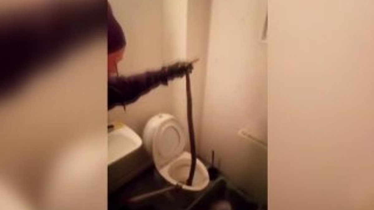 Evin tuvaletinden boa yılanı çıktı