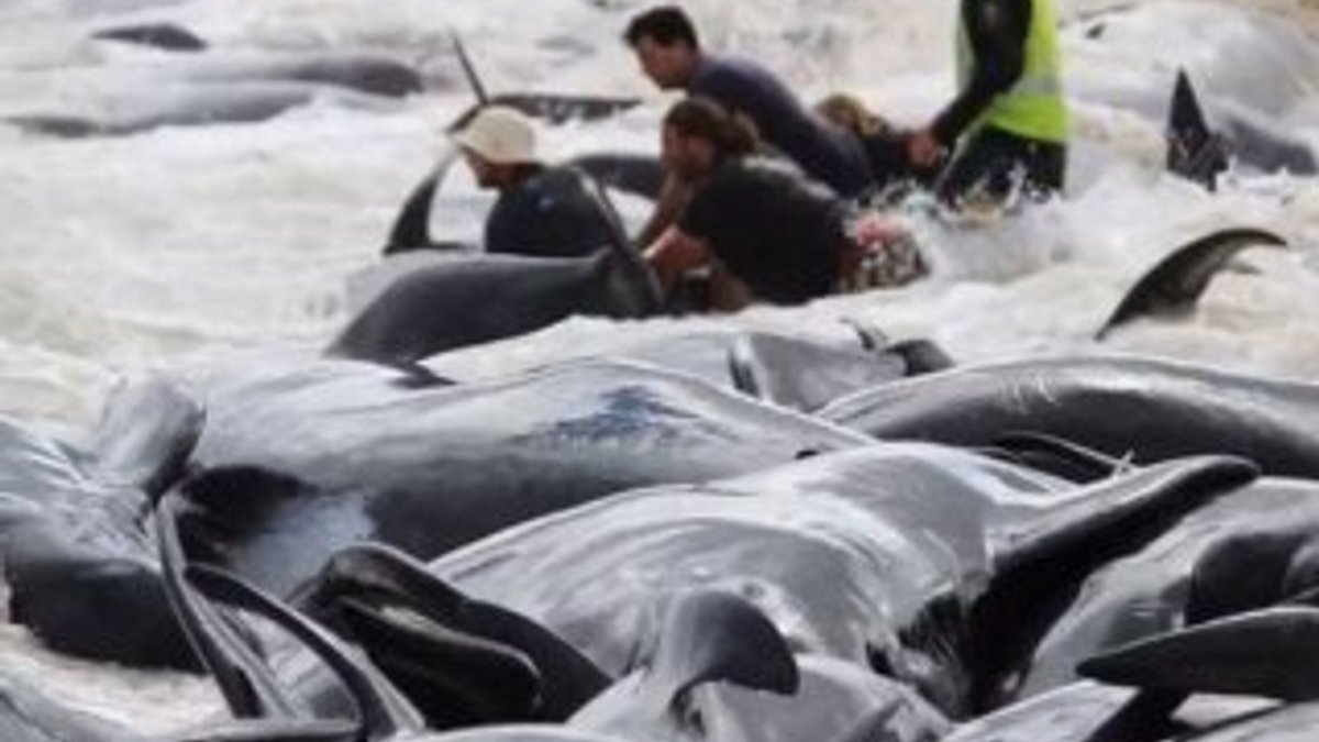 Yeni Zelanda’da 145 pilot balina karaya vurdu