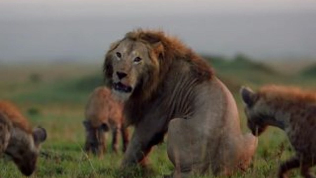 Sırtlanların saldırdığı erkek aslanın zor anları