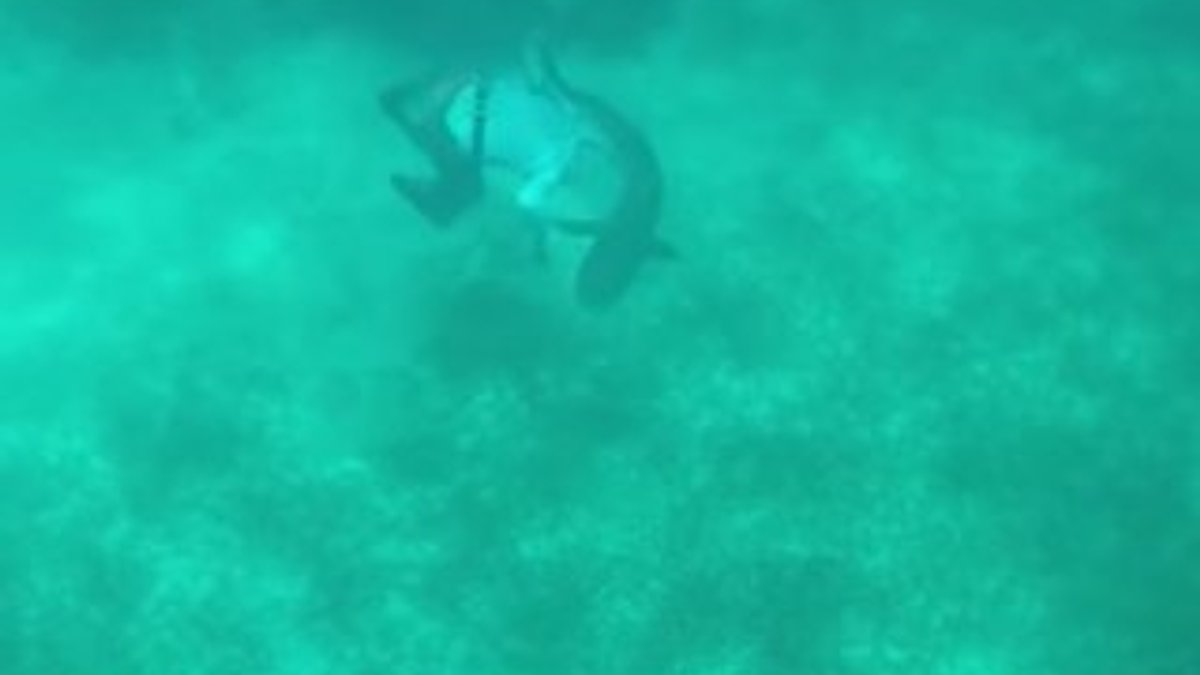 Bahamalarda dalış yapan sporcuya köpek balığı saldırdı