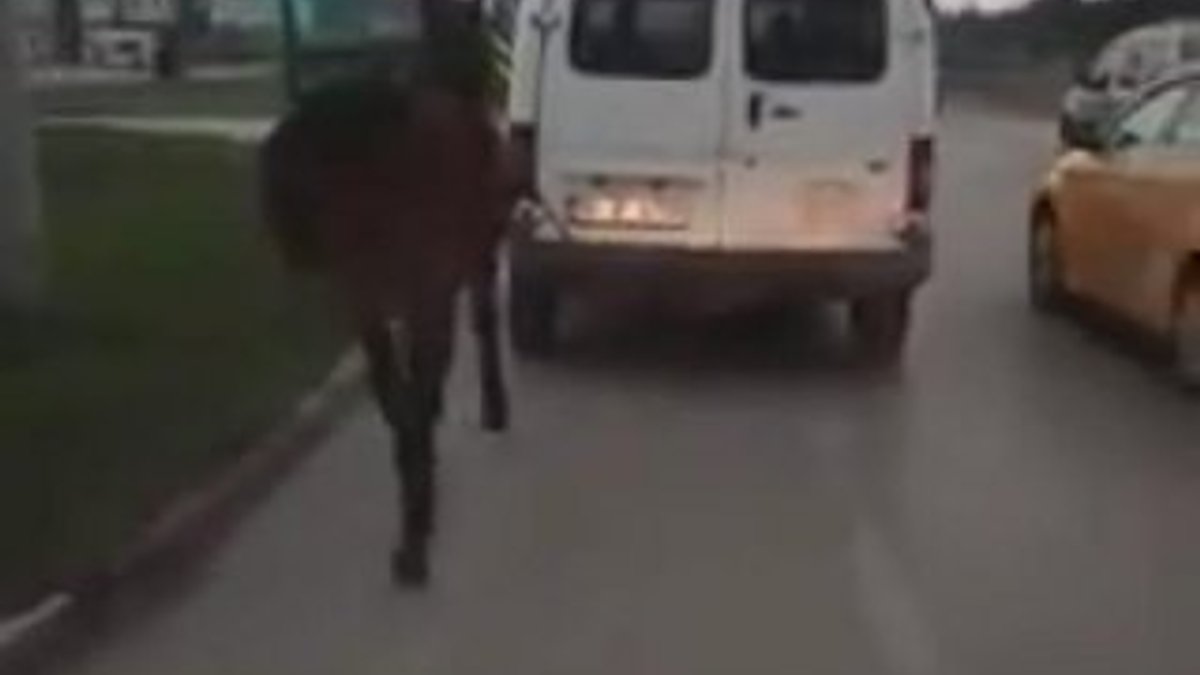 Atı minibüse bağlayıp eziyet ettiler
