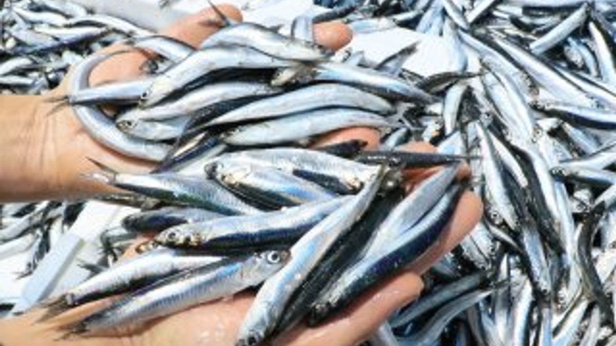 Balıkçılar Karadeniz'deki balık bolluğundan memnun