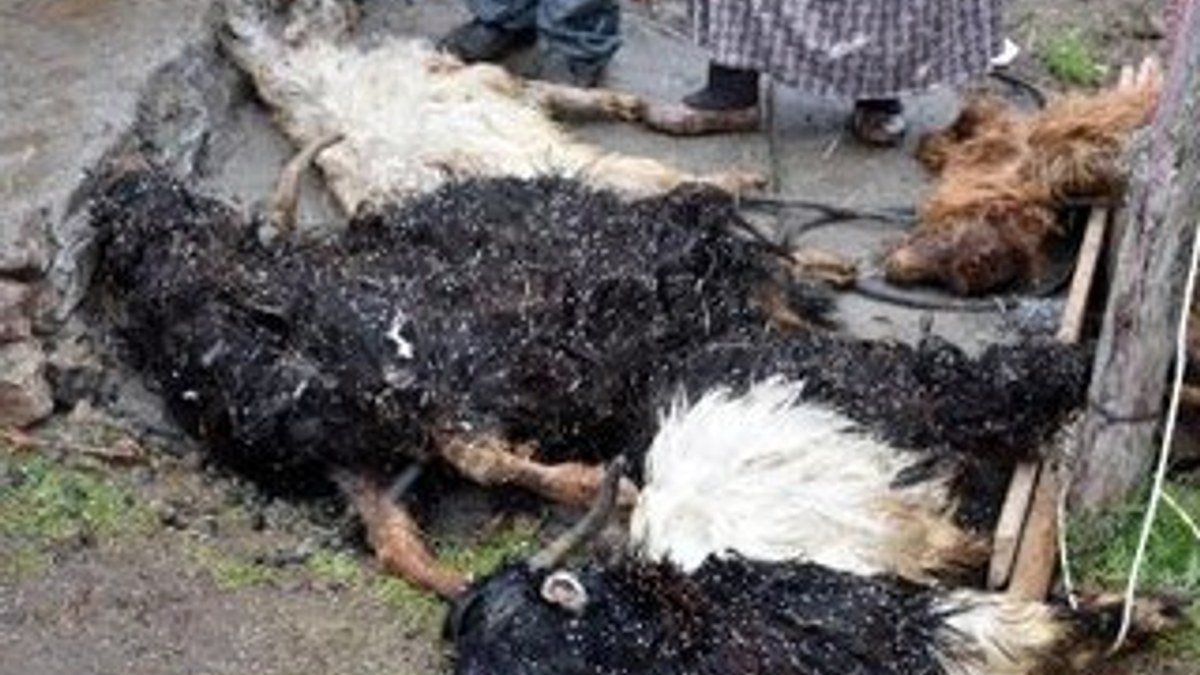 Sivas'ta koyun- keçi vebası paniği