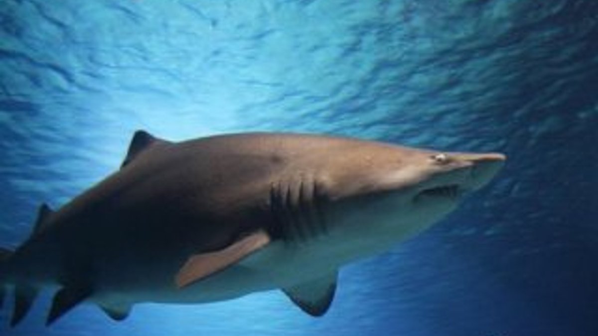 Avustralya'da köpek balığı genç sörfçüye saldırdı