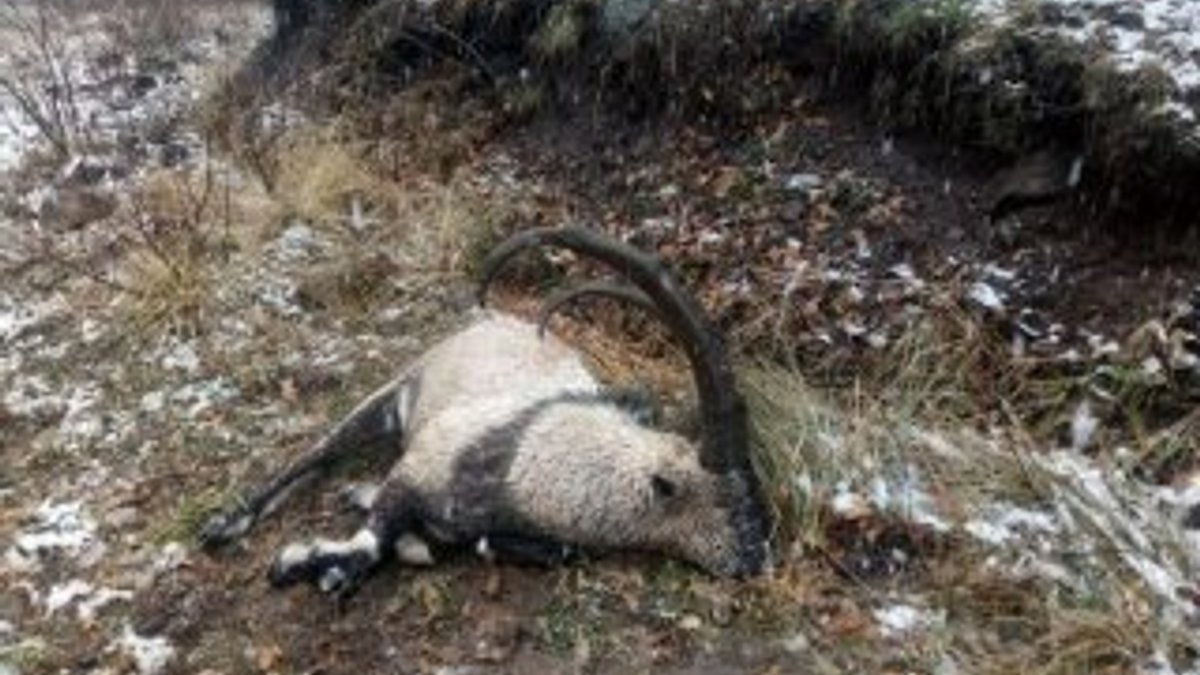Koruma altındaki keçiyi yakalayanlar yakalandı