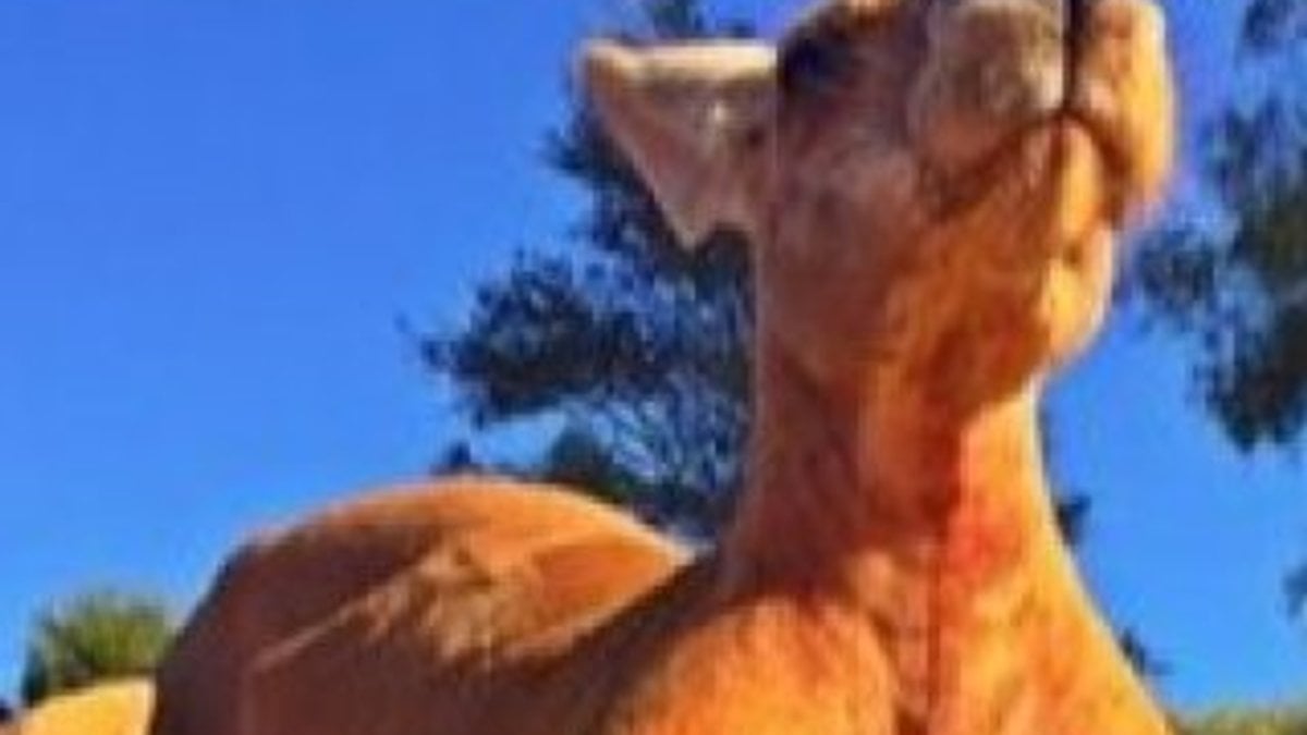 Kaslarıyla meşhur olmuştu: Kanguru Rodger öldü