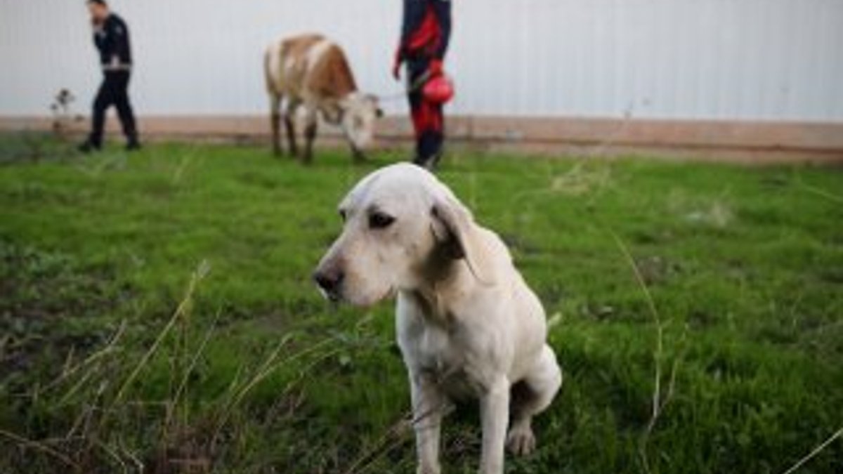 Köpek su kanalına düşen ineği kurtardı
