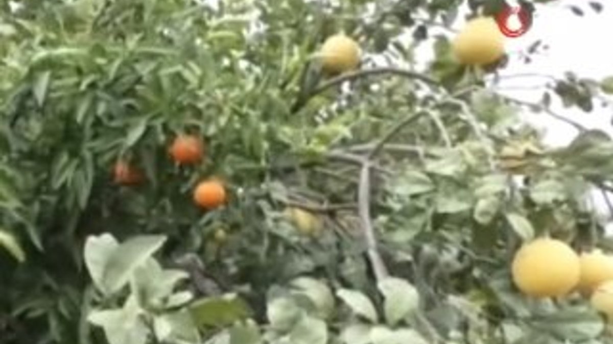4 ülkenin meyvesini bir ağaçta topladı