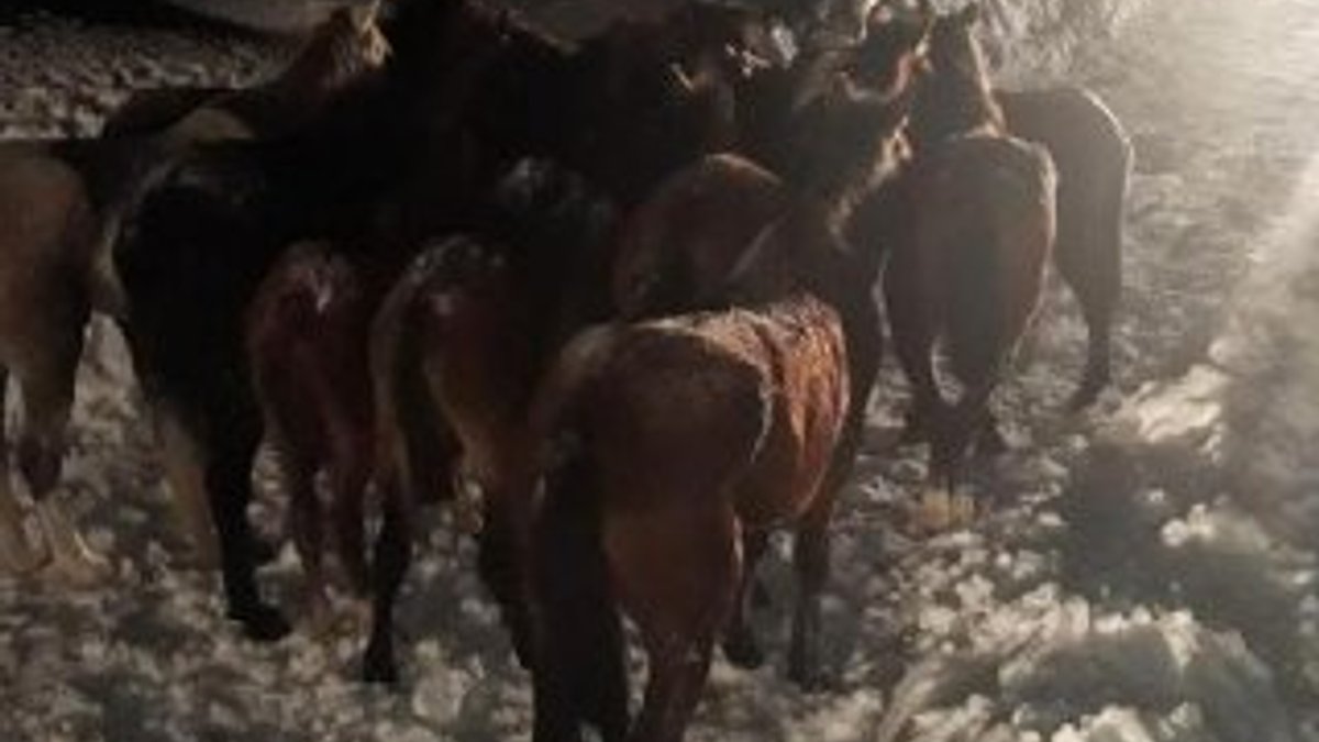 Yaylada mahsur kalan atlar 20 saatte kurtarıldı