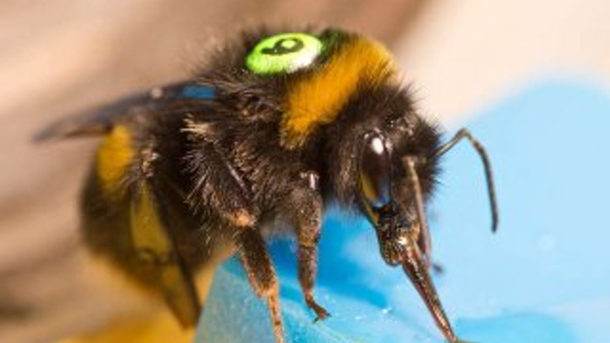 Araştırmacılar arıları kullanarak kablosuz ağ oluşturuyor