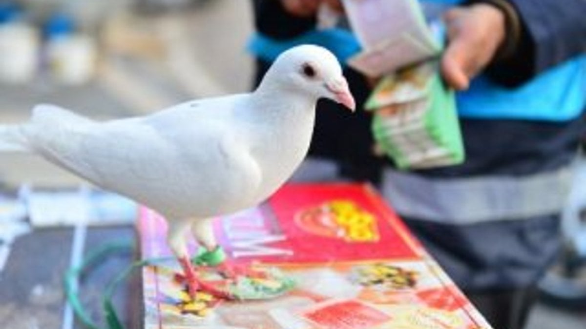 Milli Piyango satıcısı beyaz güvercinle ciroyu artırdı