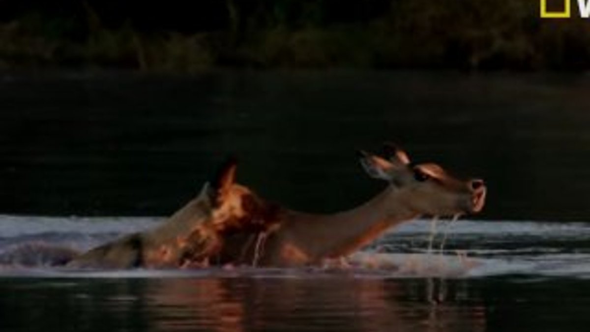Göle giren impala vahşi köpeklerden kaçamadı
