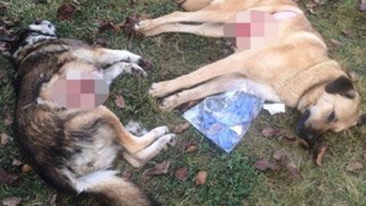 Ankara'da 8 köpek zehirlendi