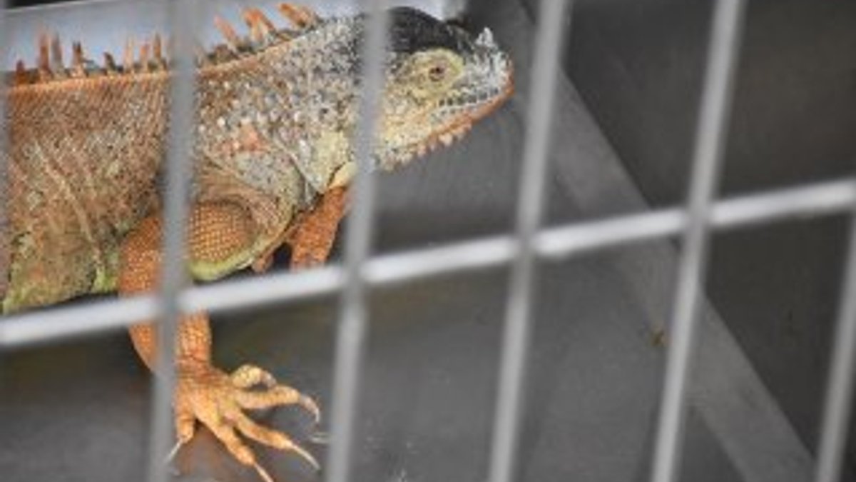 Muğla'da sokakta bulunan iguana koruma altına alındı