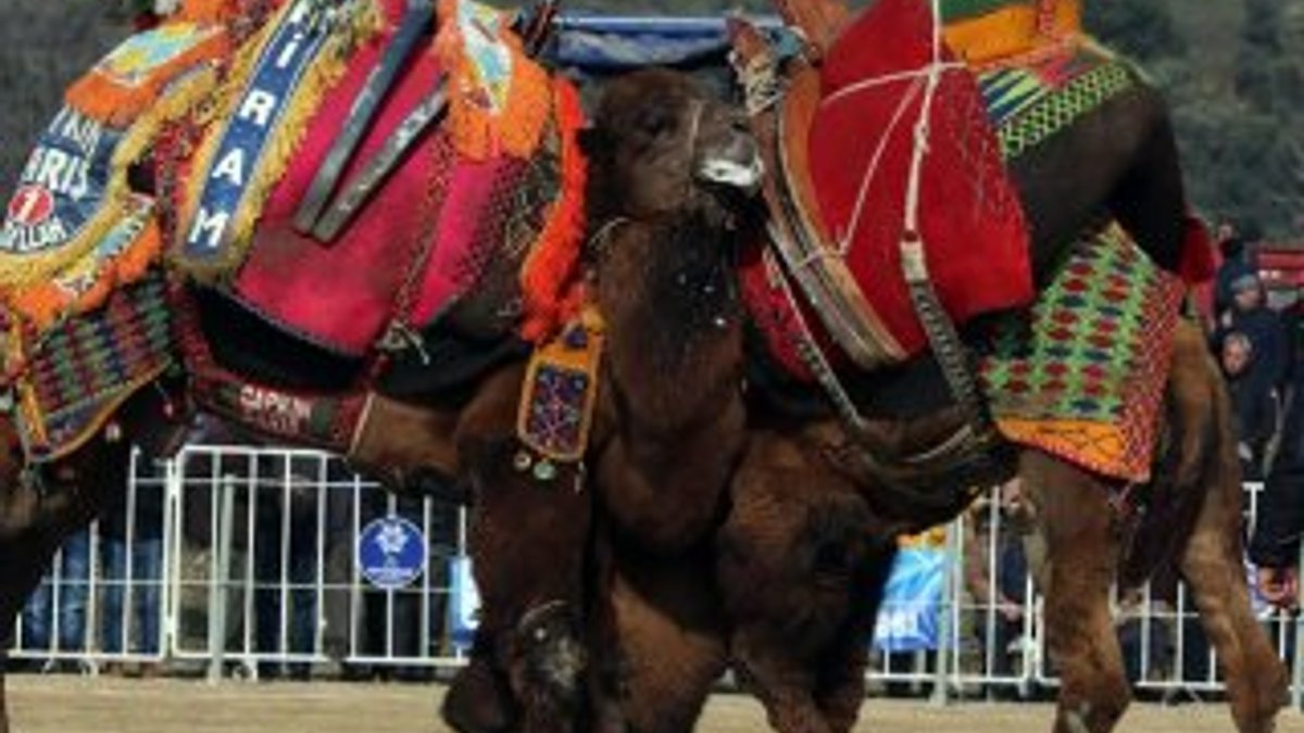 Aydın'da düzenlenen festivalde 130 deve güreştirildi