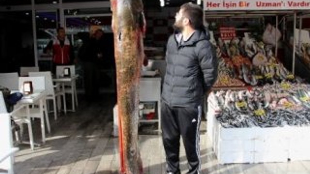 Samsun'da 2 metrelik dev balık görenleri şaşırtıyor