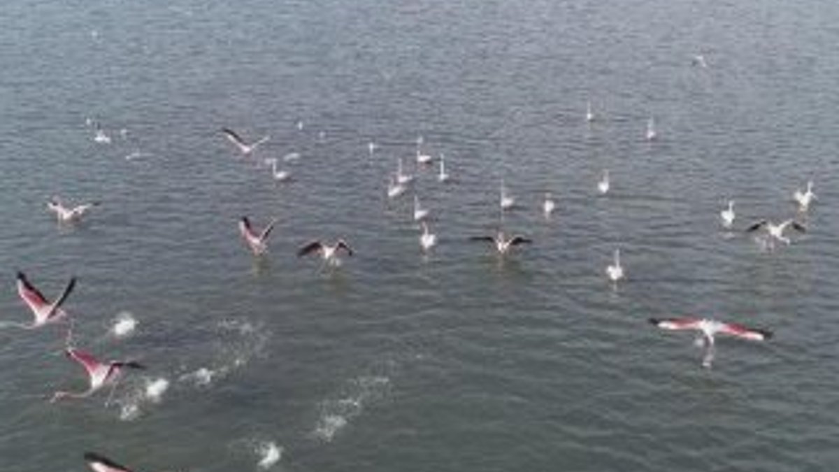 Flamingolar İzmir'i mesken tuttu