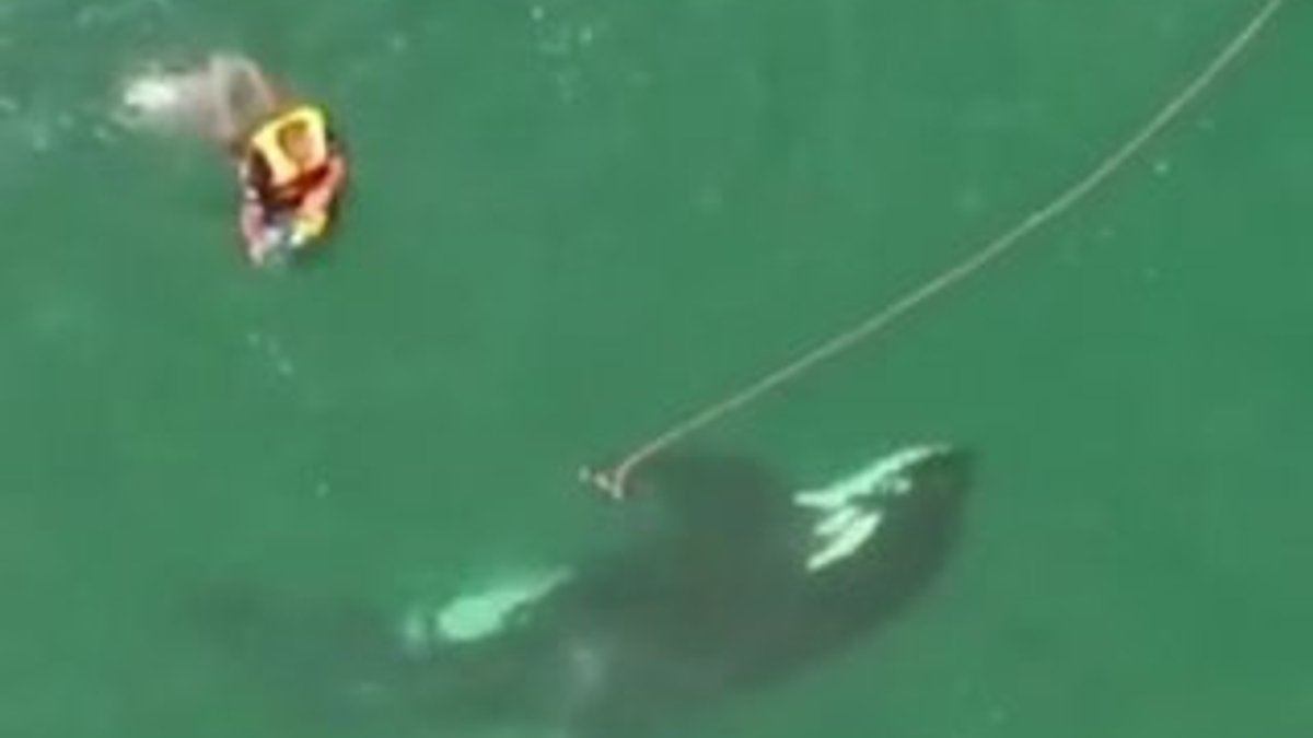 Yeni Zelanda'da sörf yaparken katil balinayla karşılaştı