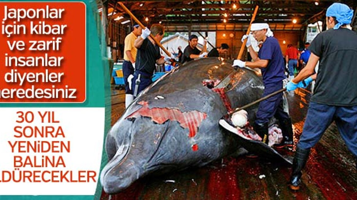 Japonya, balina avcılığını serbest bırakıyor