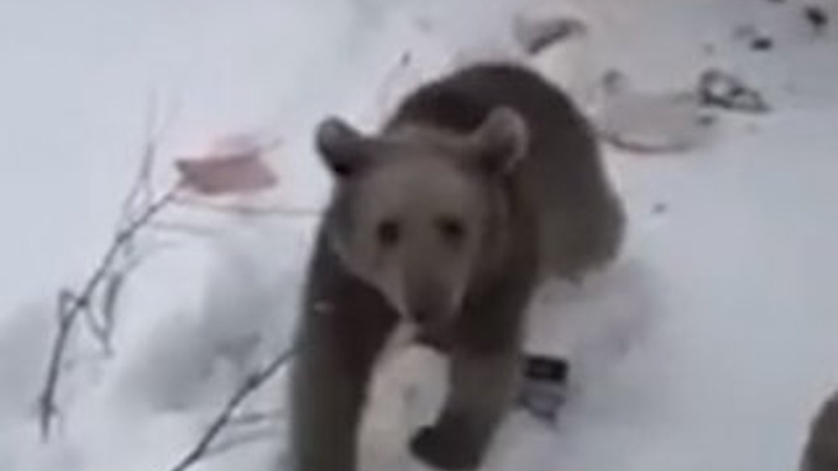 Kars'ta yaşayan kadın ayıya evcil hayvan muamelesi yaptı