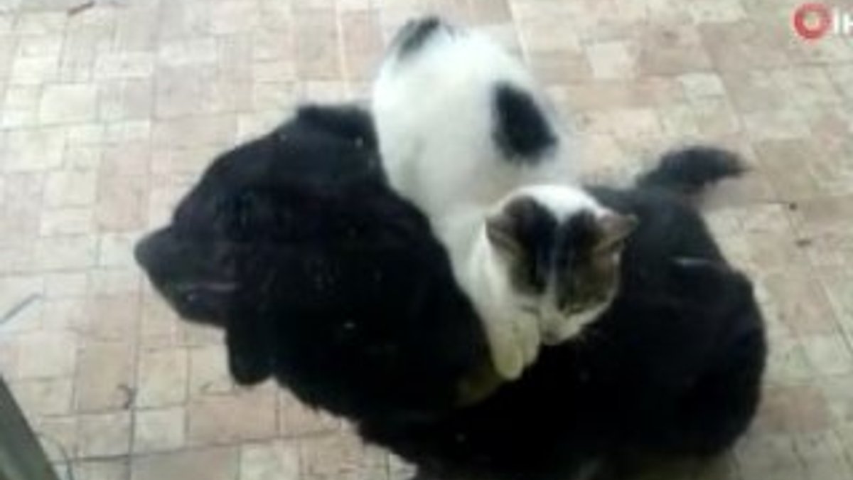Silivri'de dost kedi ve köpek sırt sırta mama bekledi