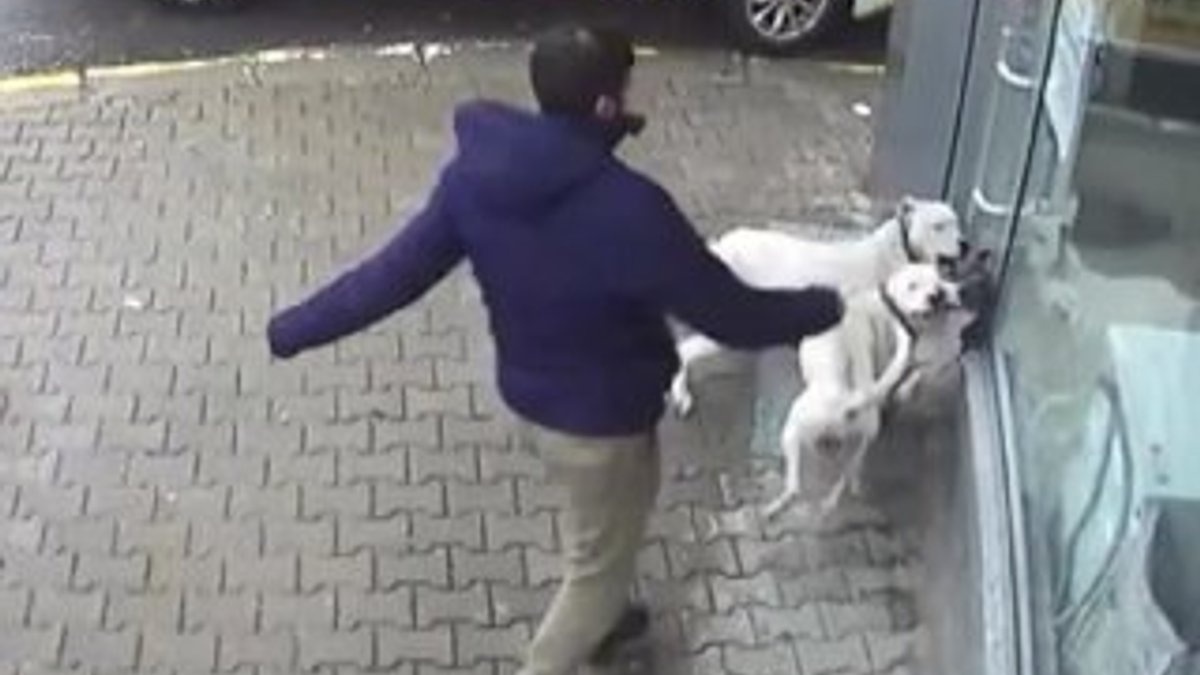 Pitbull saldırısına uğrayan köpek tedaviye alındı