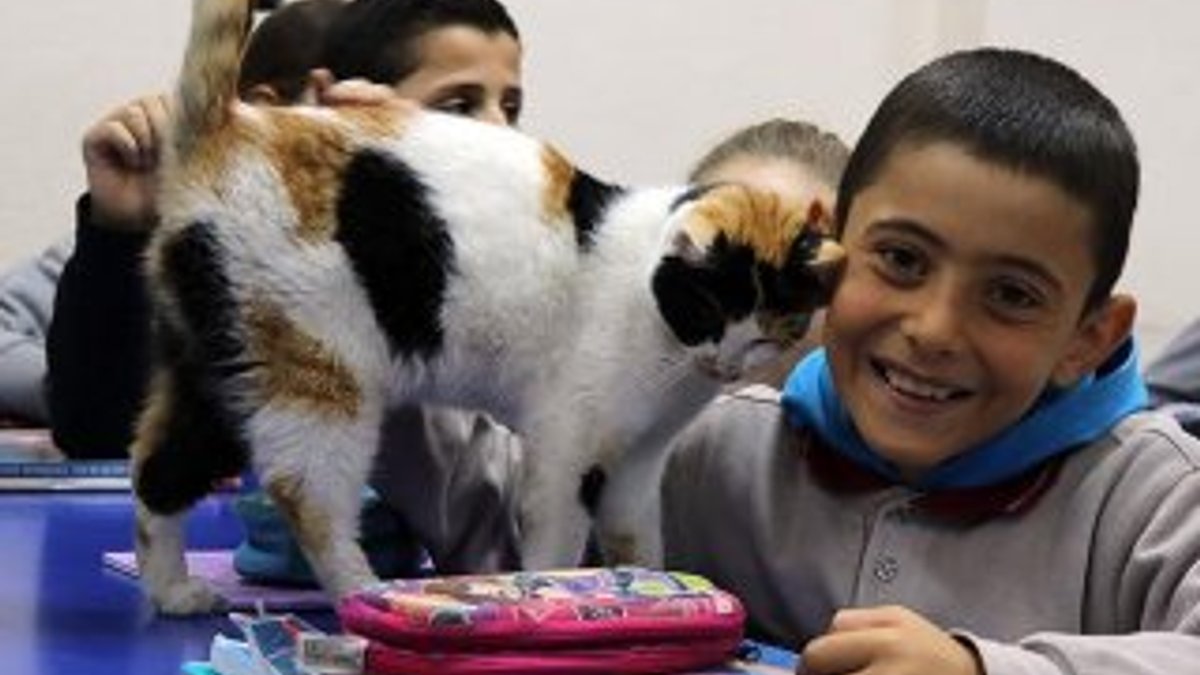 Kedi Pamuk okullu oldu, öğrencilerin sevgisini kazandı