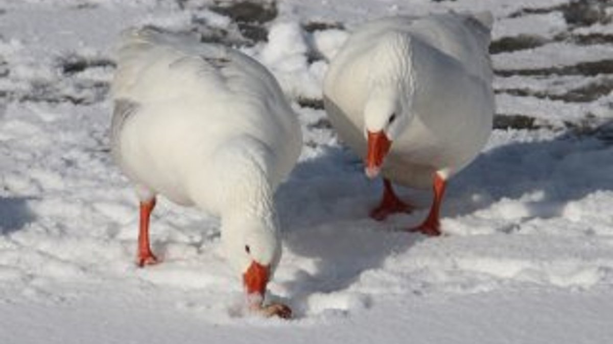 Buz tutan gölde aç kalan kazları hayvanseverler besledi