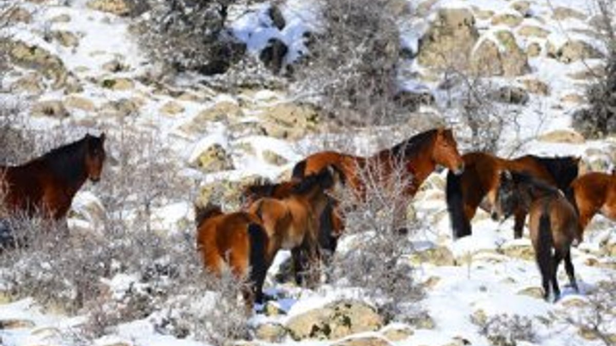 Karların içinde besin arayan yılkı atları