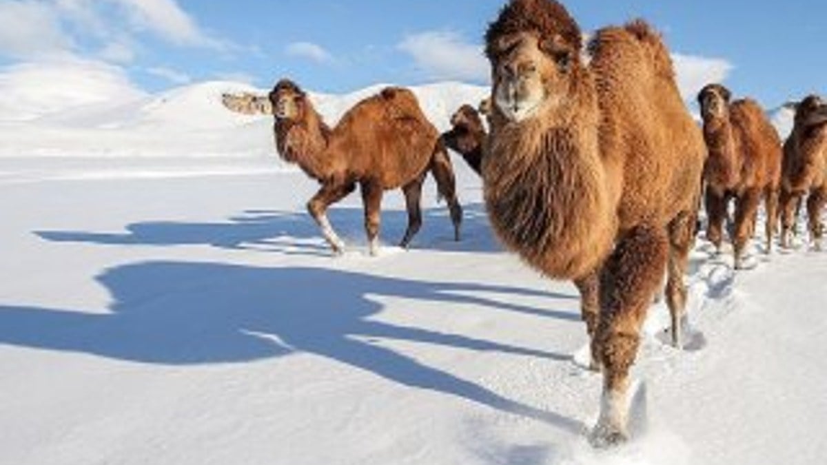 Güreş develeri karlı tepelerde yetişiyor