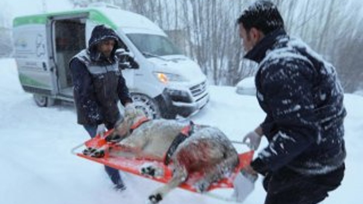 Van'da yaralı köpek için karda 37 kilometre gittiler