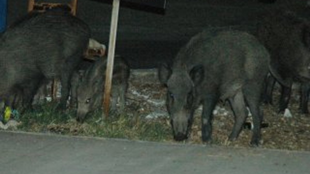Bodrum'da domuz saldırısına uğrayan 1 kişi yaralandı