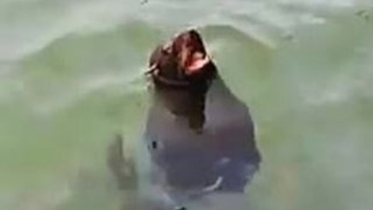 Akdeniz foku, Bodrum sahillerinde