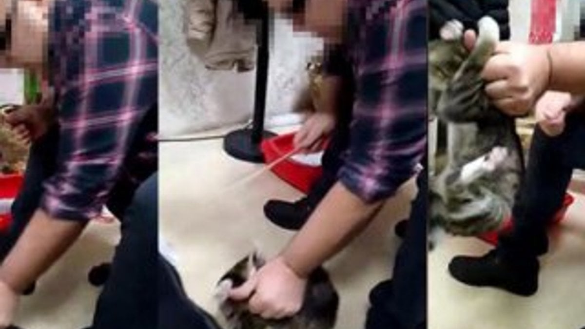 Tekstilci iş adamı kediyi sopayla dövdü